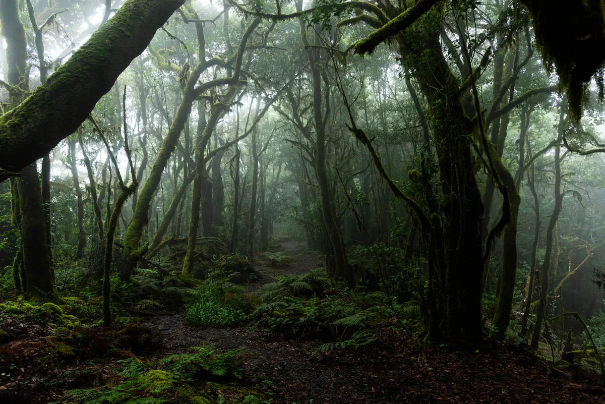 rainforest